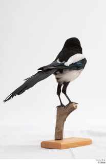 Common magpie Pica pica whole body 0007.jpg